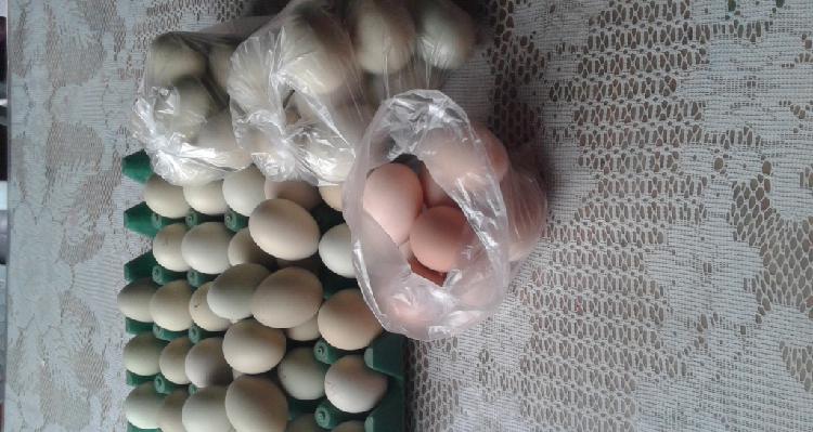 Huevos de gallinas de corral