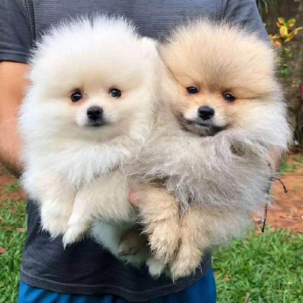 POMERANIA LULU PUPPIES