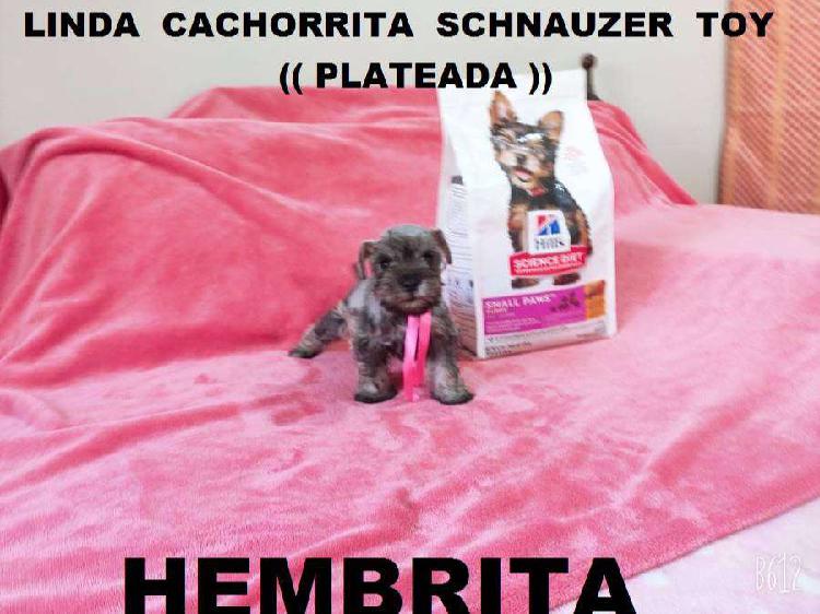 Vendo Linda Cachorrita Schnauzer toy (((PLATEADA)))