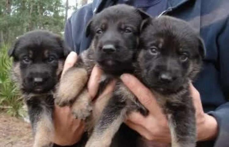 Cachorros pastores alemanes