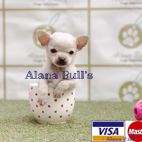 Chihuahua micro toy Alana Bull’s