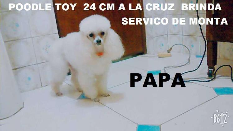 Poodle Toy 25 cm A La Cruz Brinda Servicio De Monta // LINEA