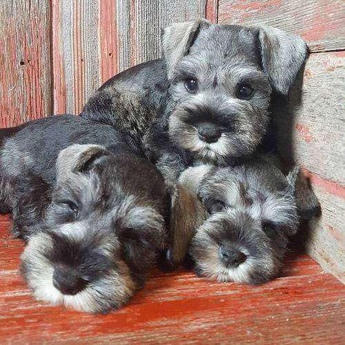 BELLOS SCHNAUZER TOY