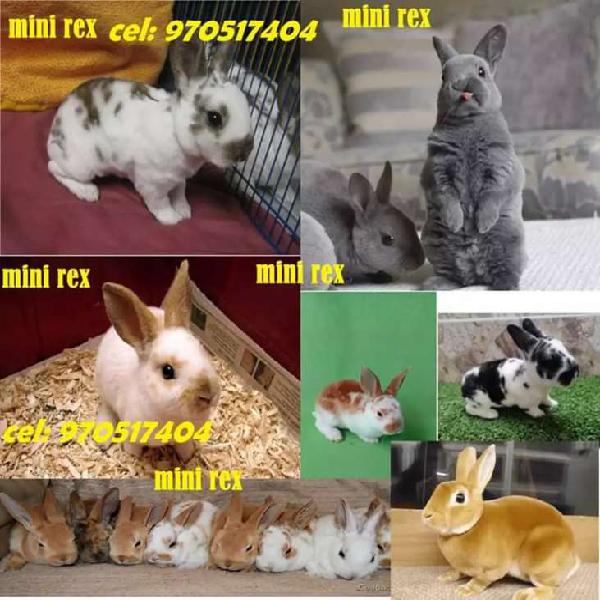 Conejito conejos de mascota originales todas las razas