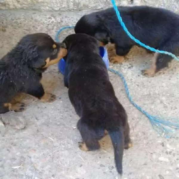 Venta de cachorros rottweiler