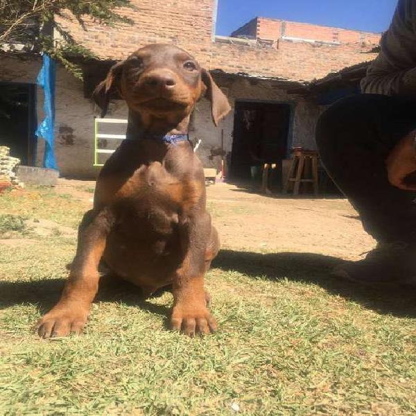 CACHORROS DOBERMAN