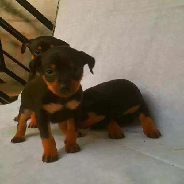 Hermosos cachorros doberman pincheer