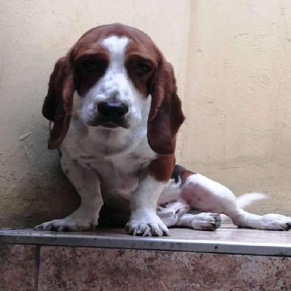 Servicio de monta basset hound