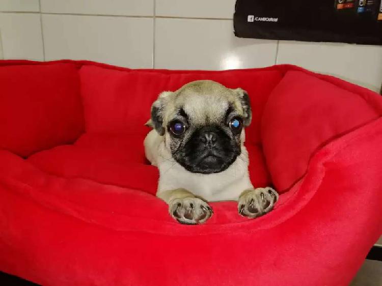 Pug carliño