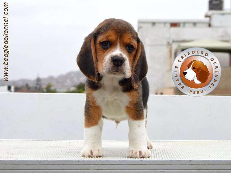 Beagle Cridero Dekennel / 100% PEDIGRÍ