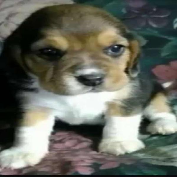 Beagle oferta del mes