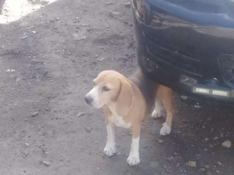 Beagle tricolor hembra de 1 año ocasion