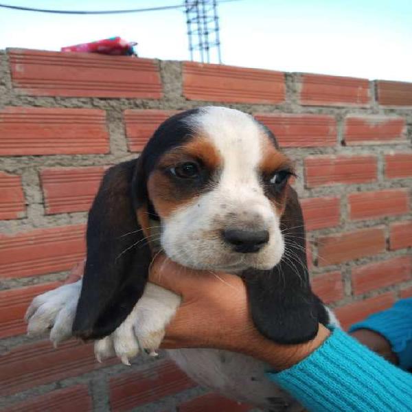 Cachorros basset hound