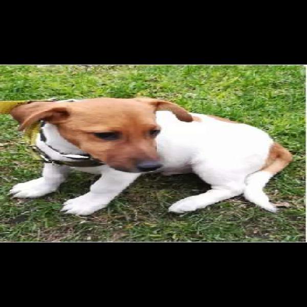 Servicio de monta Jack Russell Terrier