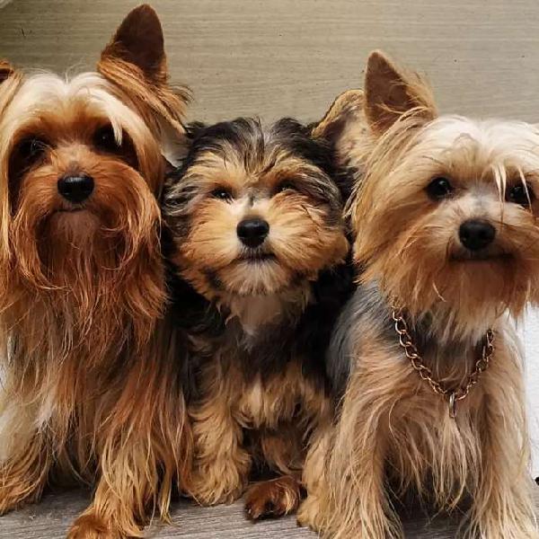 YORKSHIRE TERRIER