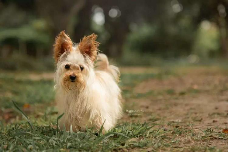 Servicio de monta Yorshire terrier miniatura