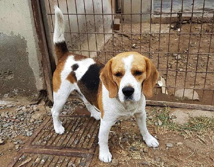 Beagle servicio de monta