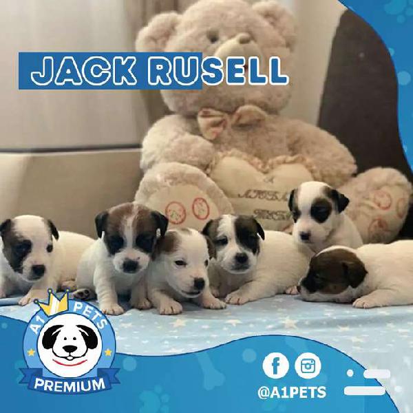JACK RUSSELL A1 PETS PREMIUM