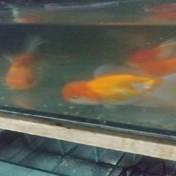 Peces goldfish Oranda linea importada fullcap de 10.5 cm =