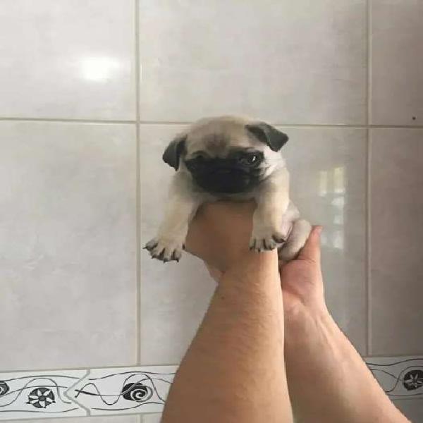 Pug CARLINO hermosos en venta