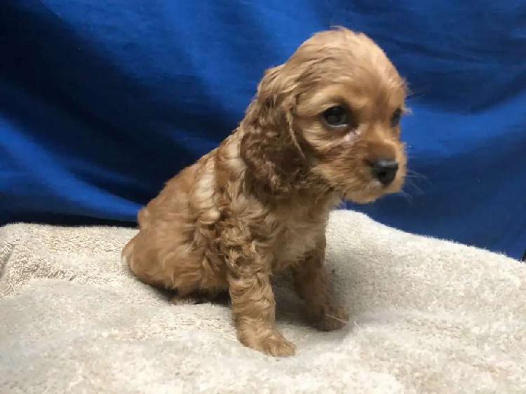 Cachorritos cocker spaniel