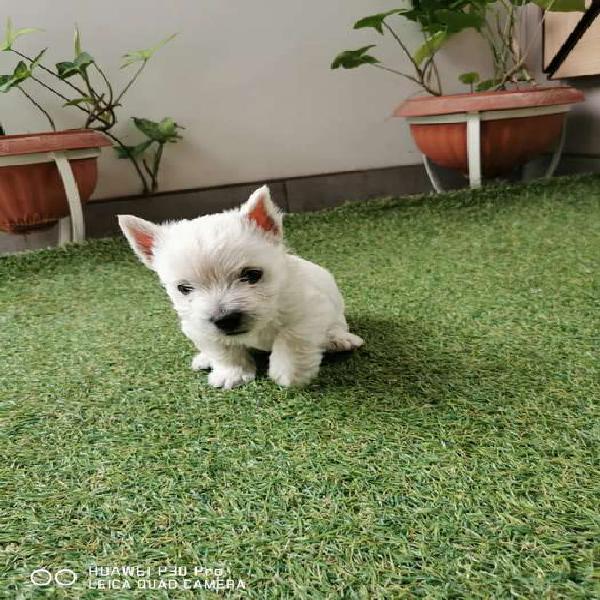 Cachorro Westie (west highland)