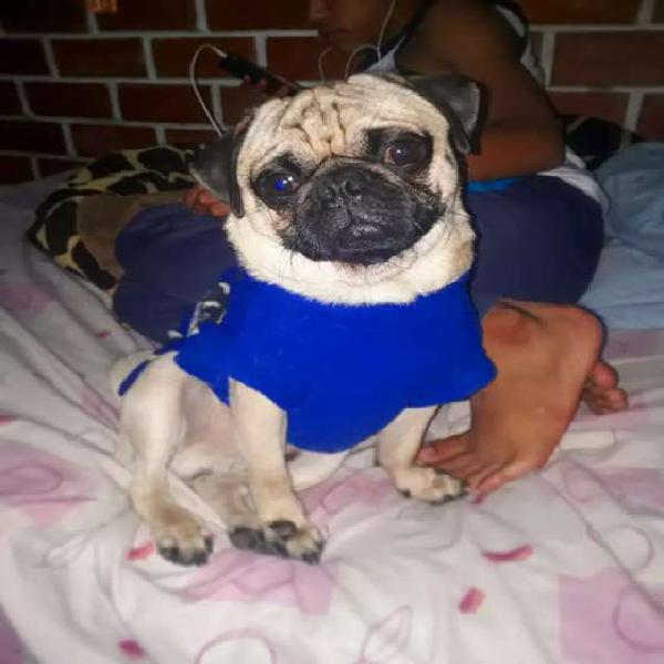 Servicio de Monta Pug Carlino