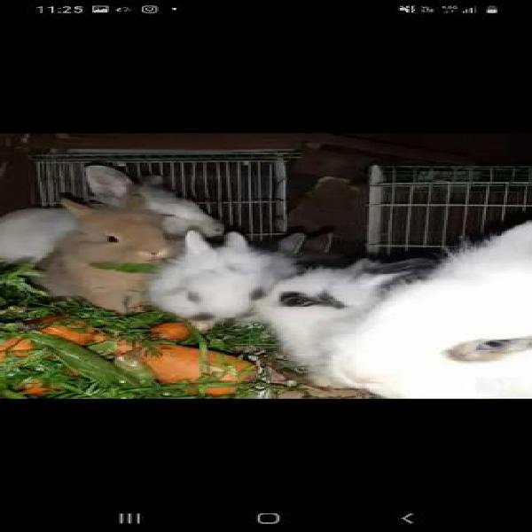 Vendo conejos de Raza Enana Padre Enano de Hotot madre