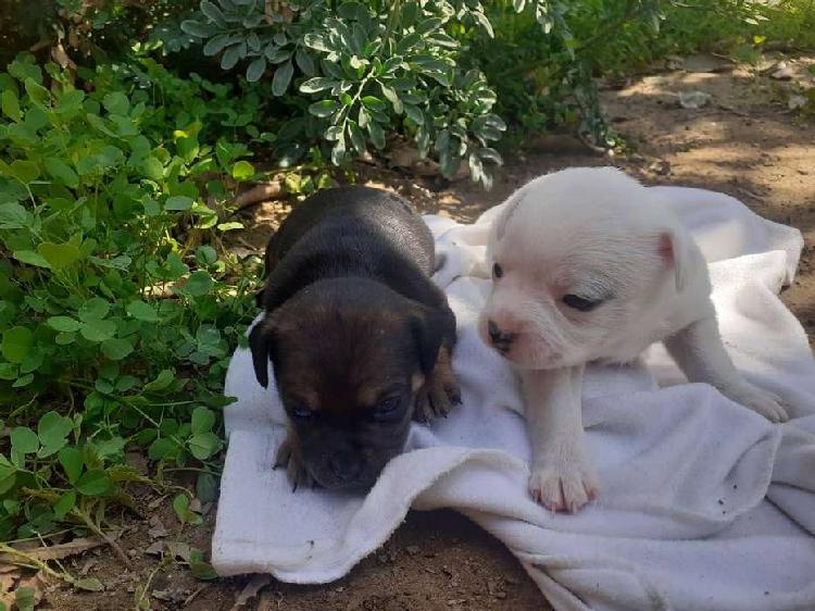 Lindos cachorros pincher minitoy