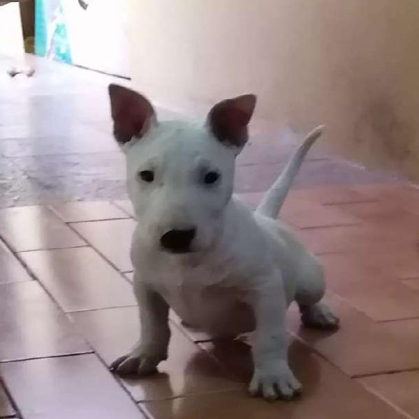 Bull terrier macho