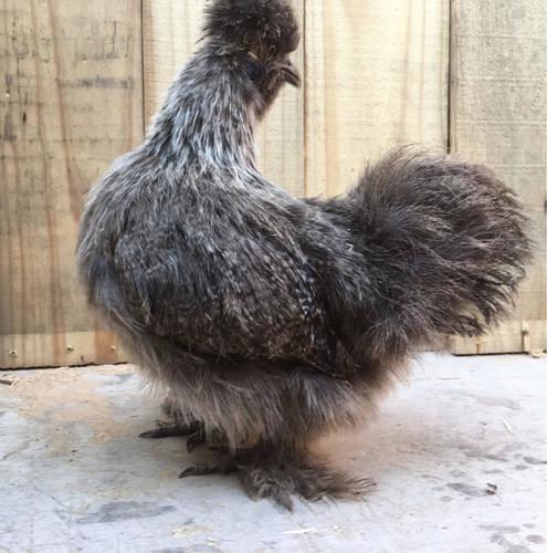 Gallina Sedosa Japonesa Silkie Mascota