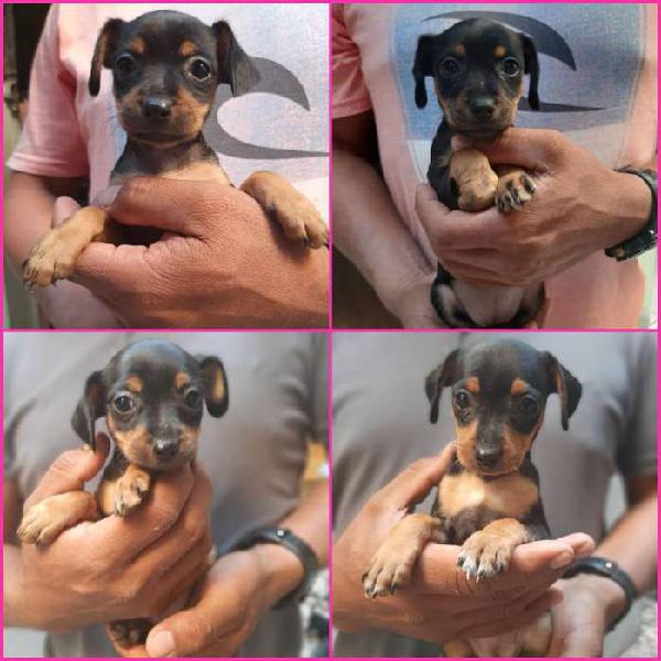 Pinscher miniatura - hembras