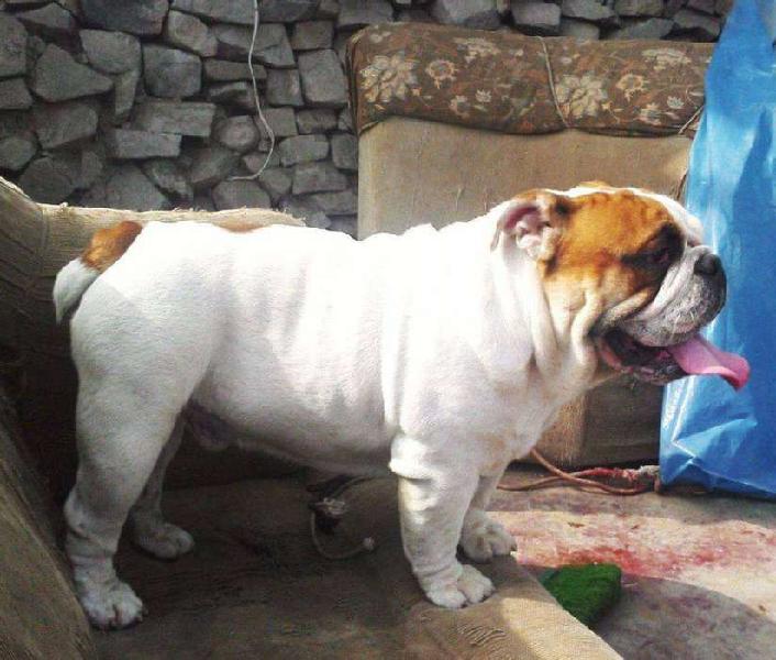 servicio de monta de bulldog