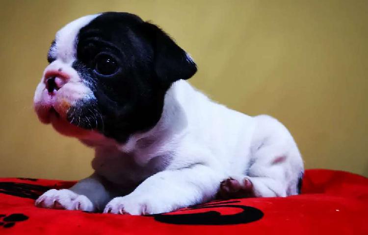 Bulldog Francés Hermosos Cachorros