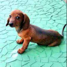 bellos cachorritos salchicha Dachshund teckel