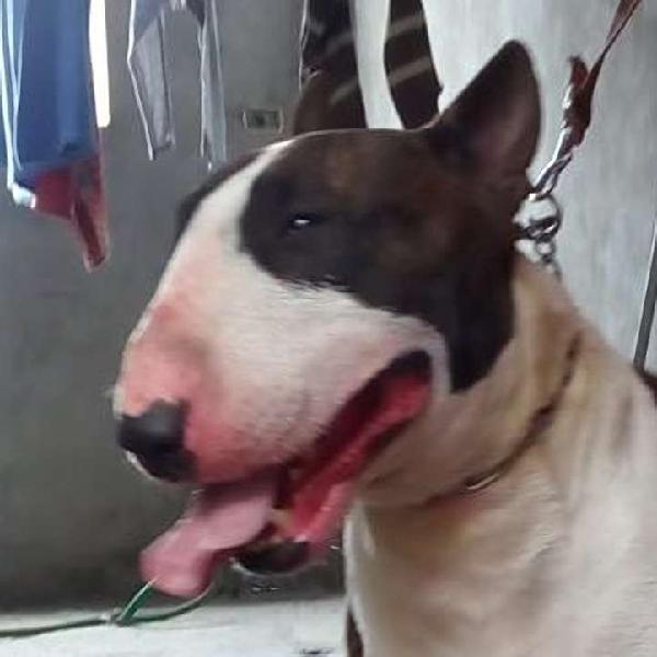 Servicio de monta de Bull Terrier (Chorrillos)