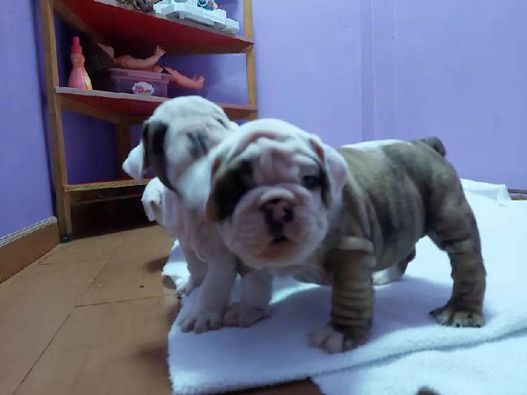 Bulldog ingles