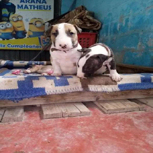 Cachorritos bull terrier
