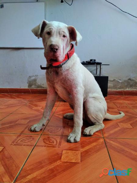 Regalo perro pampa (Dogo Argentino + Pitbul)