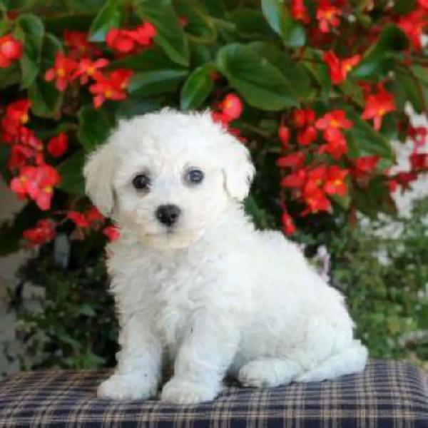 BICHON FRISE BELLOS RULITOS