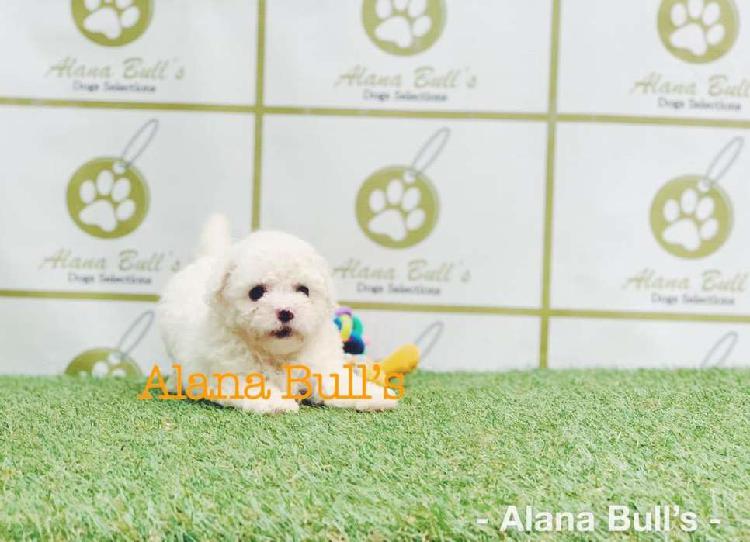 Bichon FRISE alana bulls’s