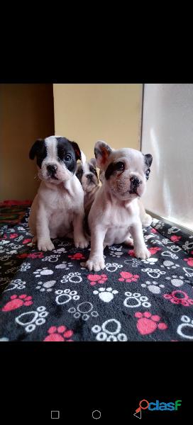 En venta Cachorros Bulldog francés