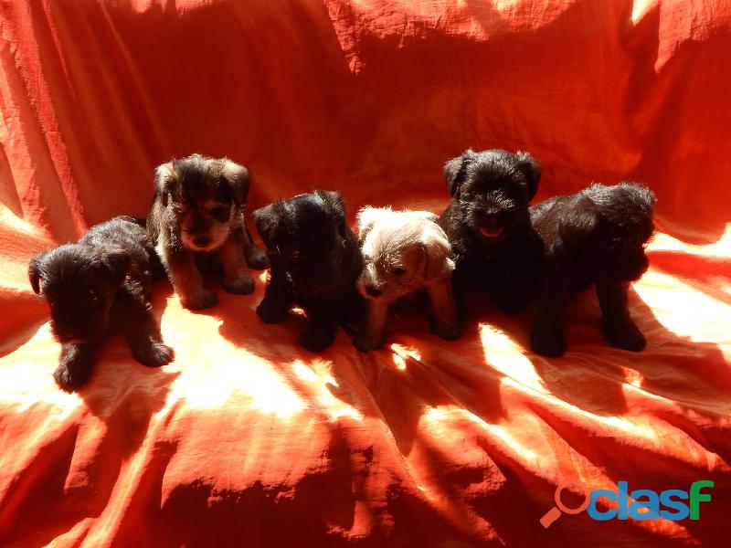 Vendo 5 hermosas cachorras Schnauzers (04 negras y 01 sal y