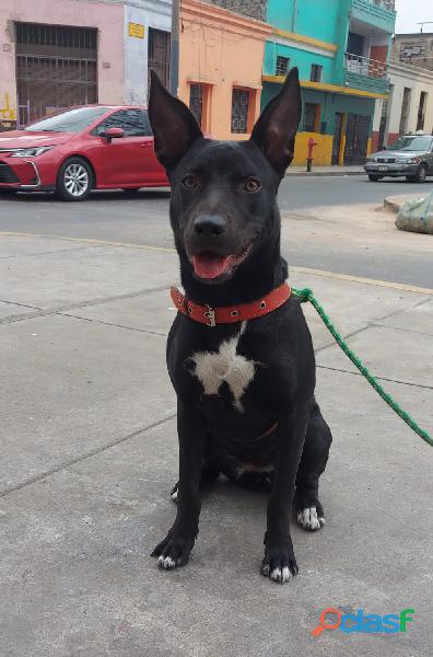 Perrrita raza mediana en adopción