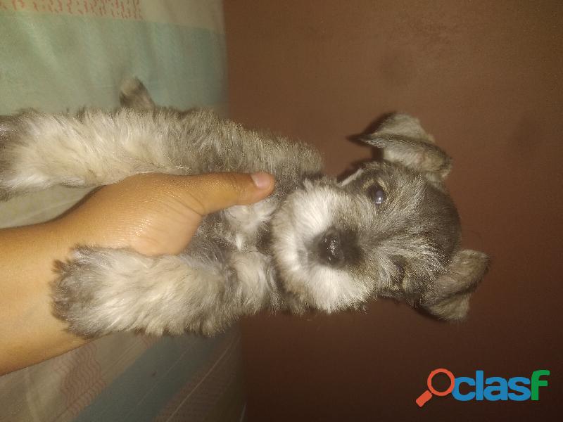 Cachorrita Schnauzer